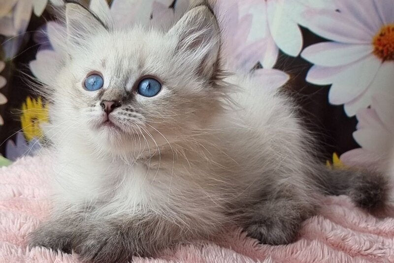 Yness Siberian female, black tabby pointed