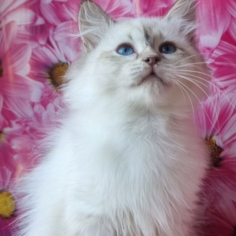 Blanka Siberian female, black tabby pointed