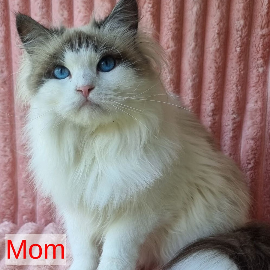 Blanka Siberian female, black tabby pointed