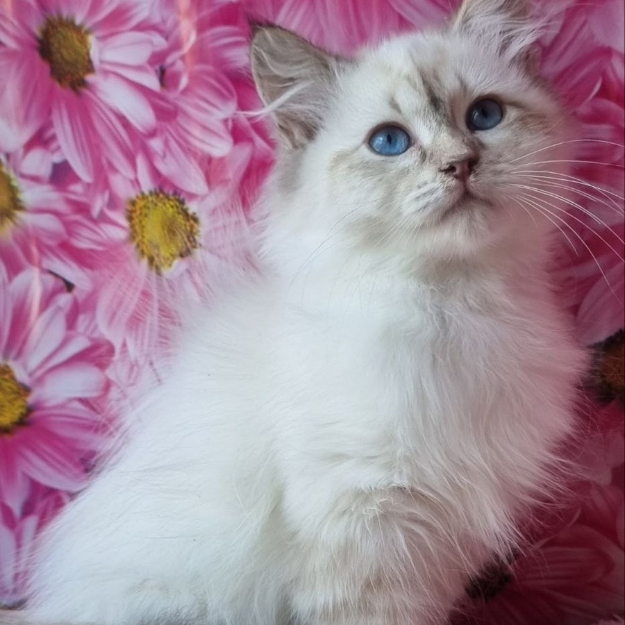 Blanka Siberian female, black tabby pointed