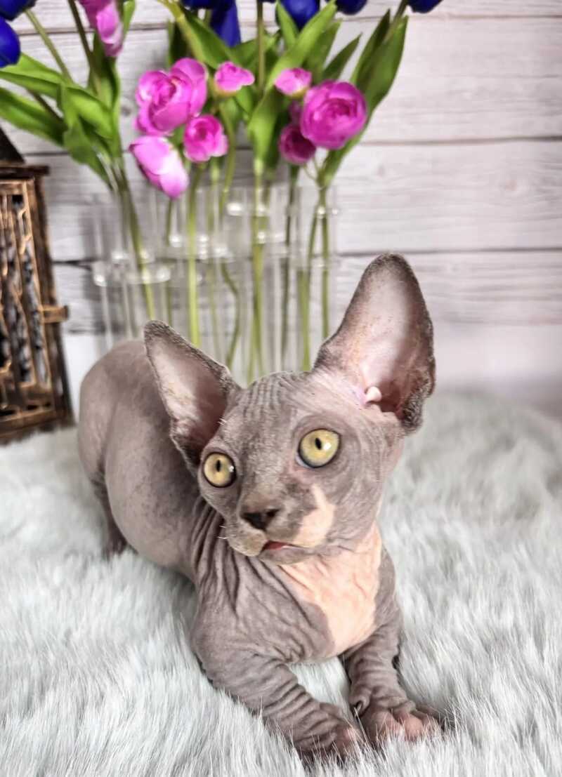 Barni Bambino male blue bicolour - live animals