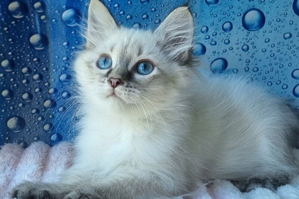 Yness Siberian female black tabby pointed - live animals