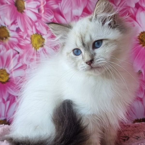 Blanka Siberian female, black tabby pointed