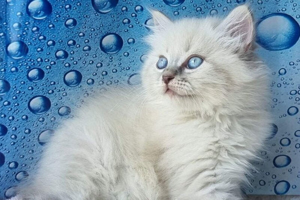 Zahar Siberian male blue tabby pointed - live animals