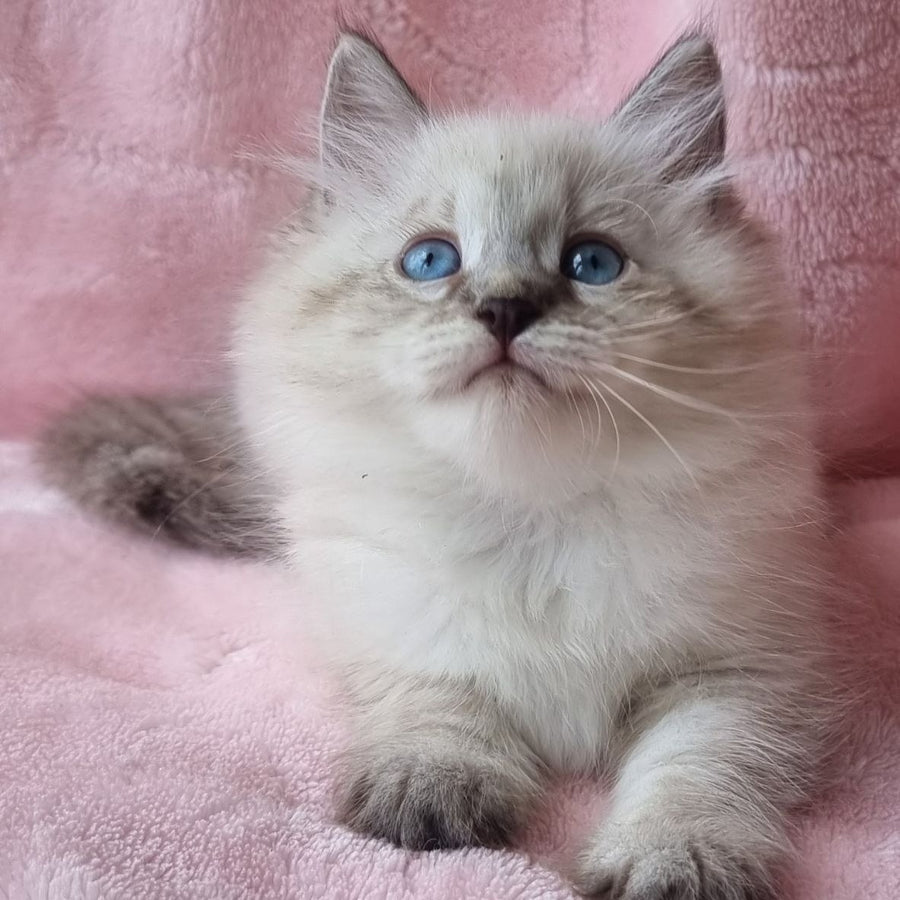 Berta Siberian female, black tabby pointed