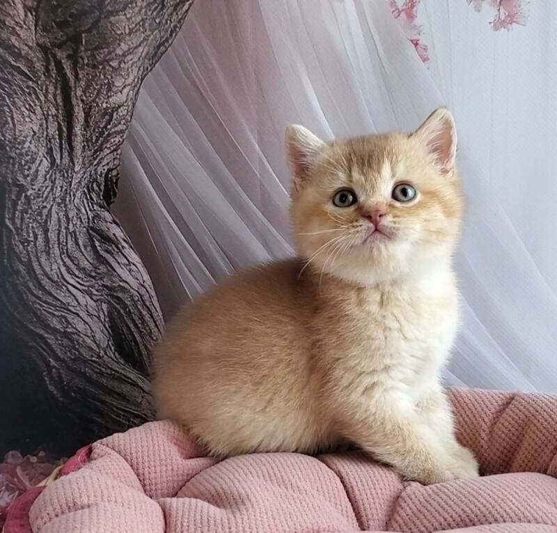 Ralph British Shorthair male cinnamon golden shaded - live animals