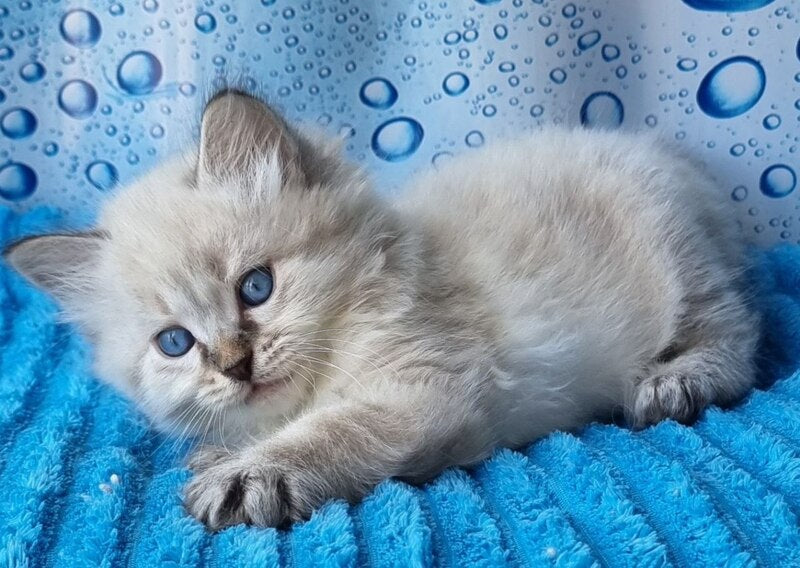 Zigfryd Siberian male seal tabby pointed - live animals