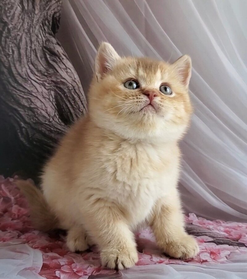 Ralph British Shorthair male cinnamon golden shaded - live animals