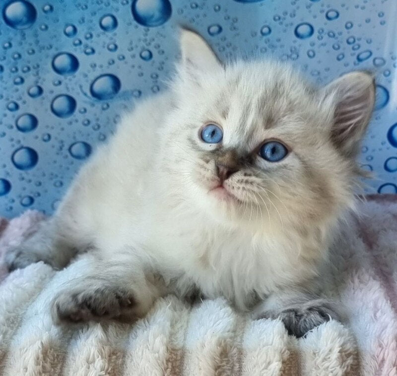 Zigfryd Siberian male seal tabby pointed - live animals