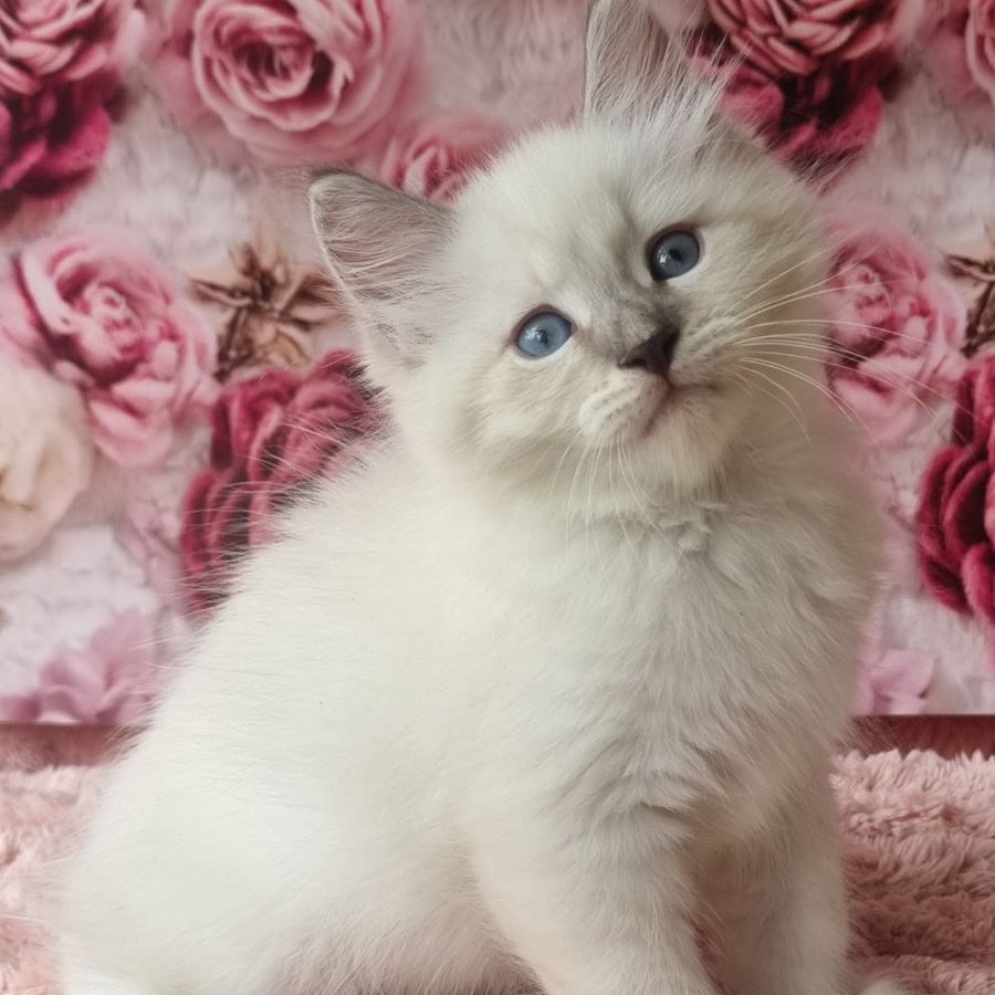 Boleslav Siberian male, blue tabby pointed with white