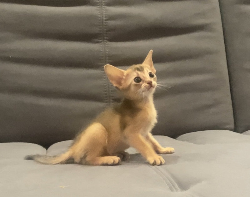 Dominica Abyssinian female, blue