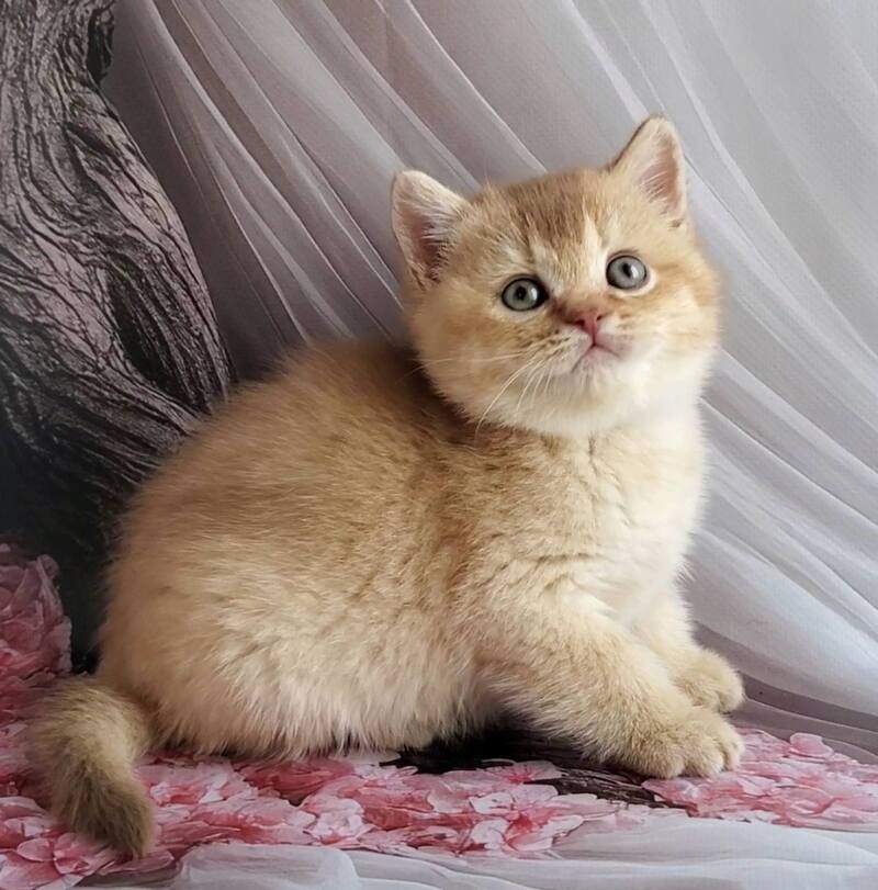 Ralph British Shorthair male cinnamon golden shaded - live animals