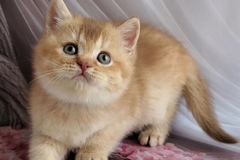 Ralph British Shorthair male cinnamon golden shaded - live animals