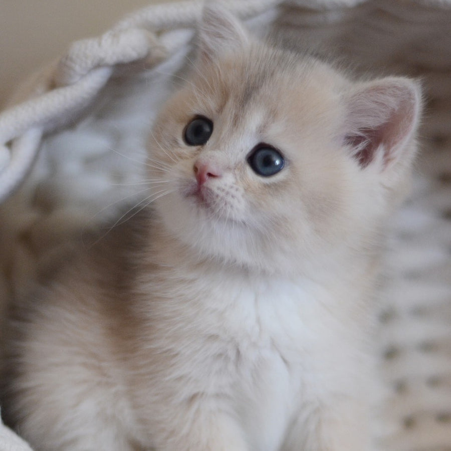 Yannis British Shorthair male, blue golden chinchilla