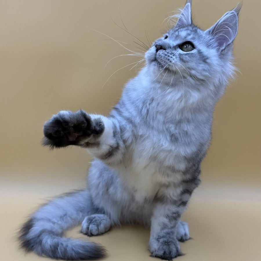 Marcel Maine Coon male, black silver spotted tabby