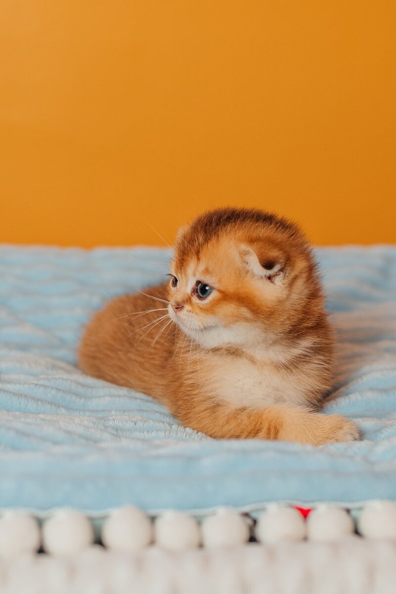 Vangog Scottish Fold male, black golden ticked tabby