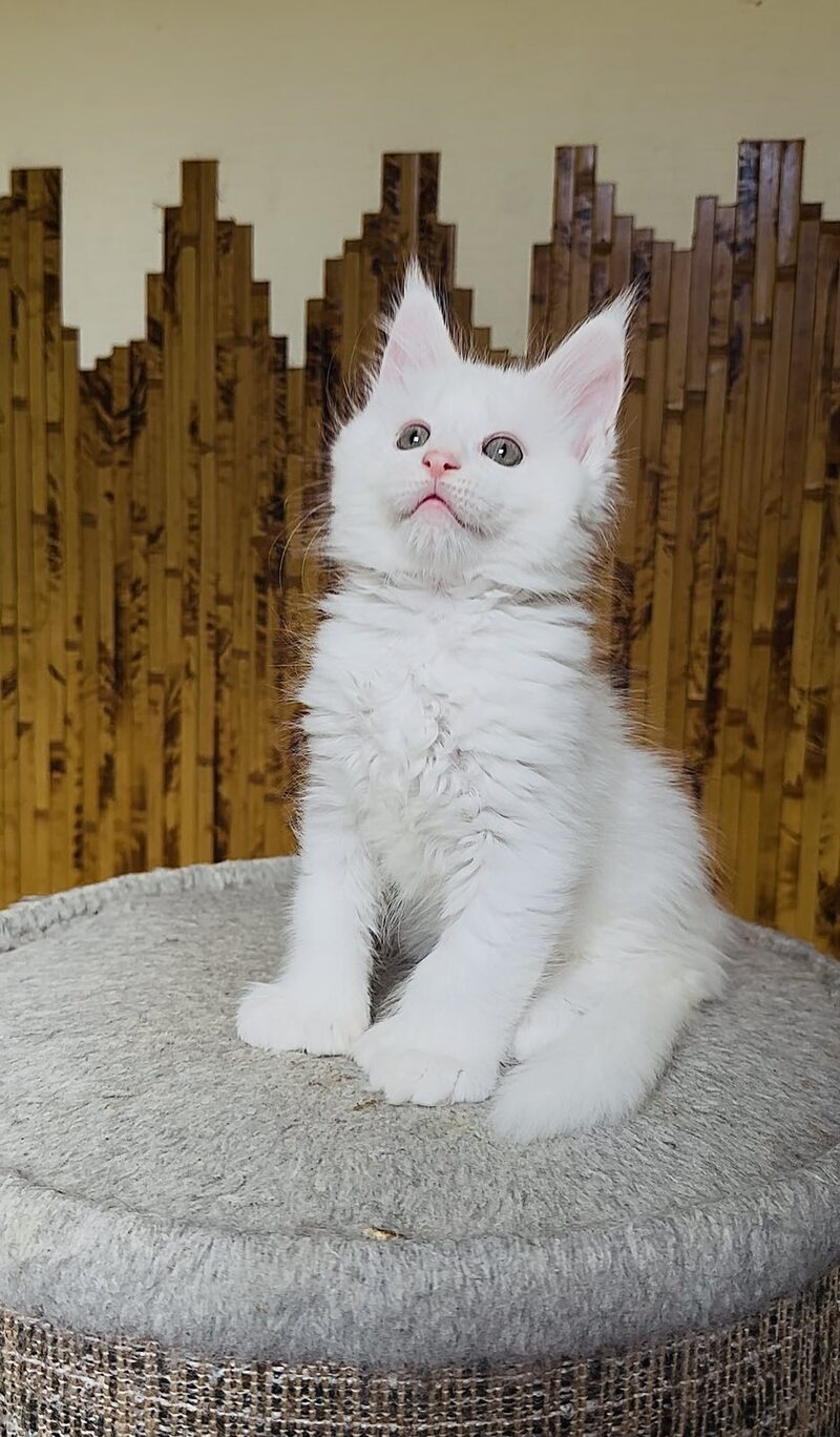 Umka Maine Coon polydactyl male, white