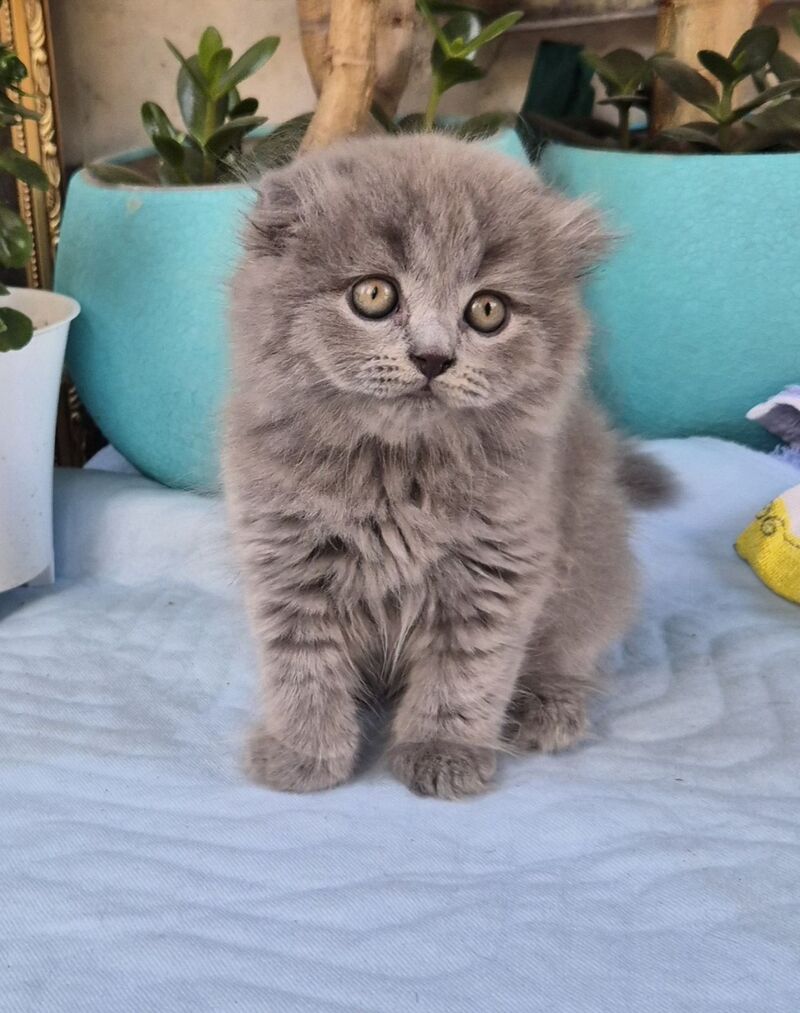 Erik Scottish Fold male, blue