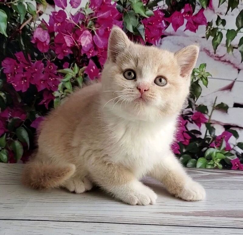 Uno British Shorthair male cream bicolour - live animals