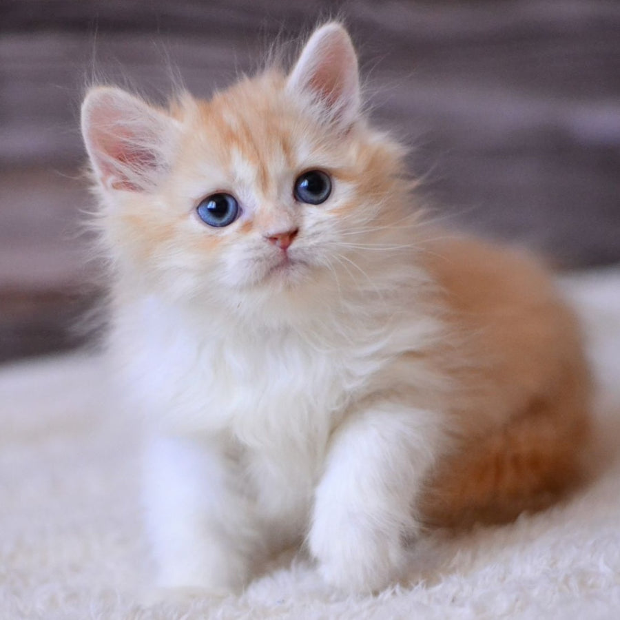 Ian British Longhair male, red ticked tabby bicolour