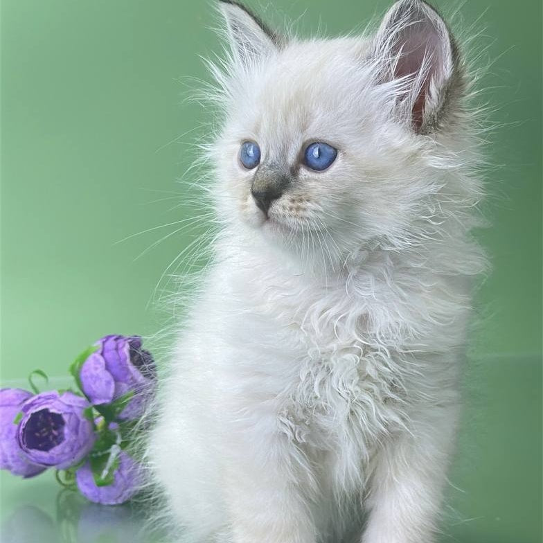Archer Siberian male, seal tabby pointed