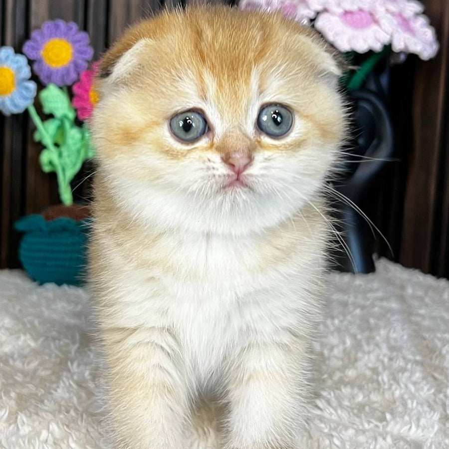 Mirabel Scottish Fold female, black golden chinchilla