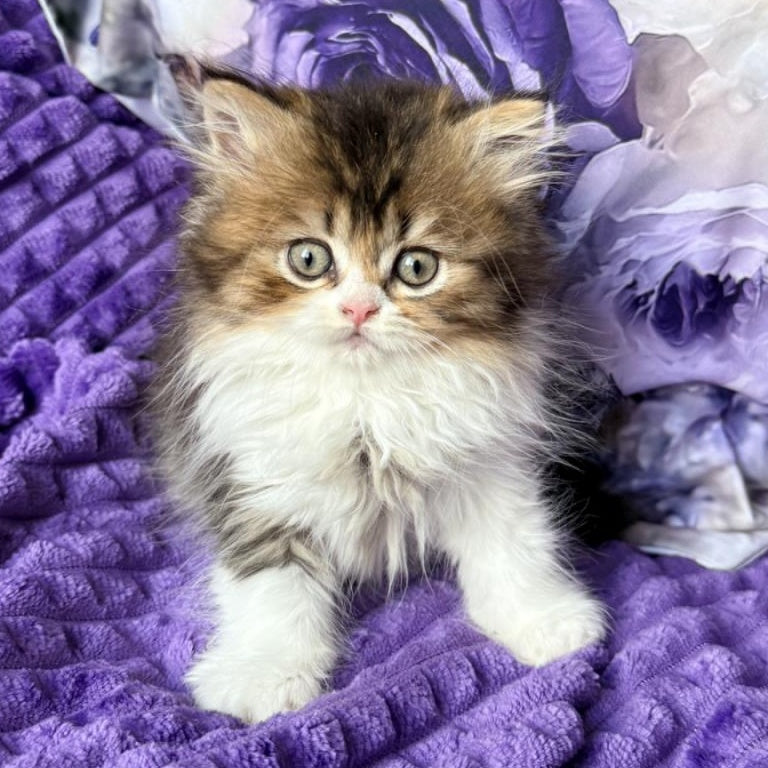 Vasilisa British Longhair female, black tortie ticked tabby bicolour