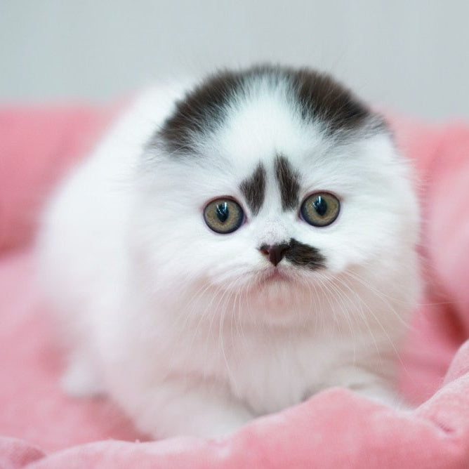 Vibe Scottish Fold male, black harlequin