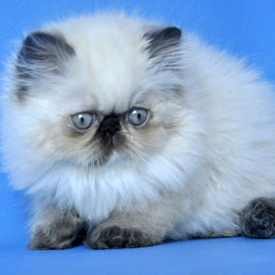 Philadelfia Persian female, black pointed