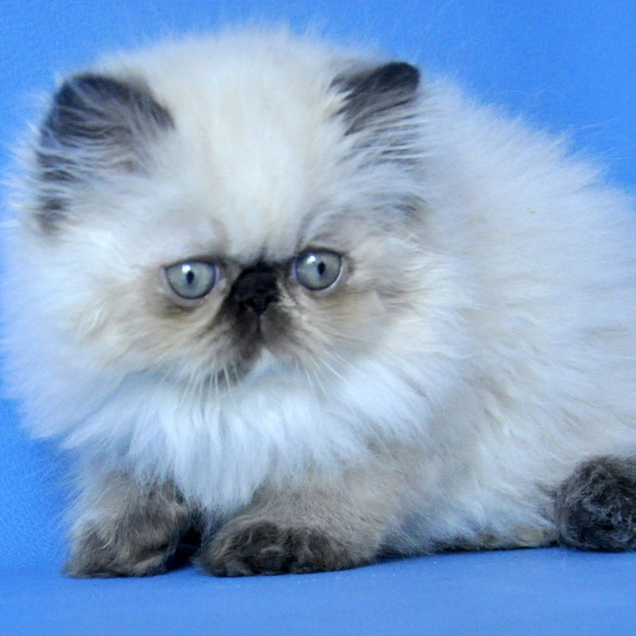 Philadelfia Persian female, black pointed
