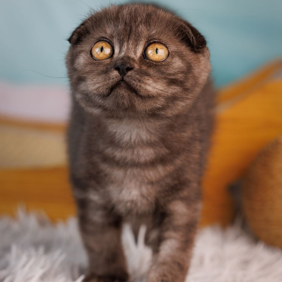 Yesenia Scottish Fold female, black silver
