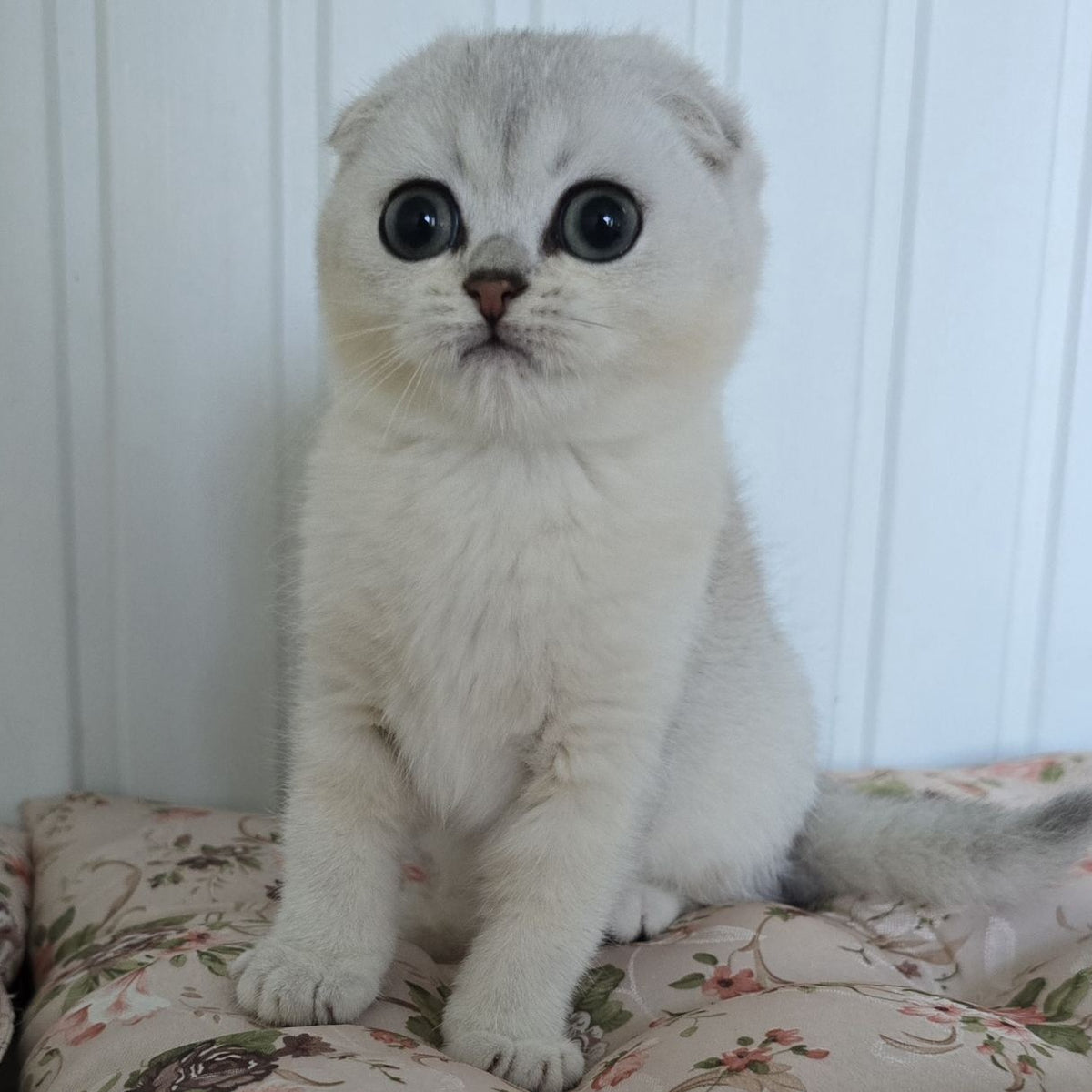 Yasha Scottish Fold male, black silver shaded