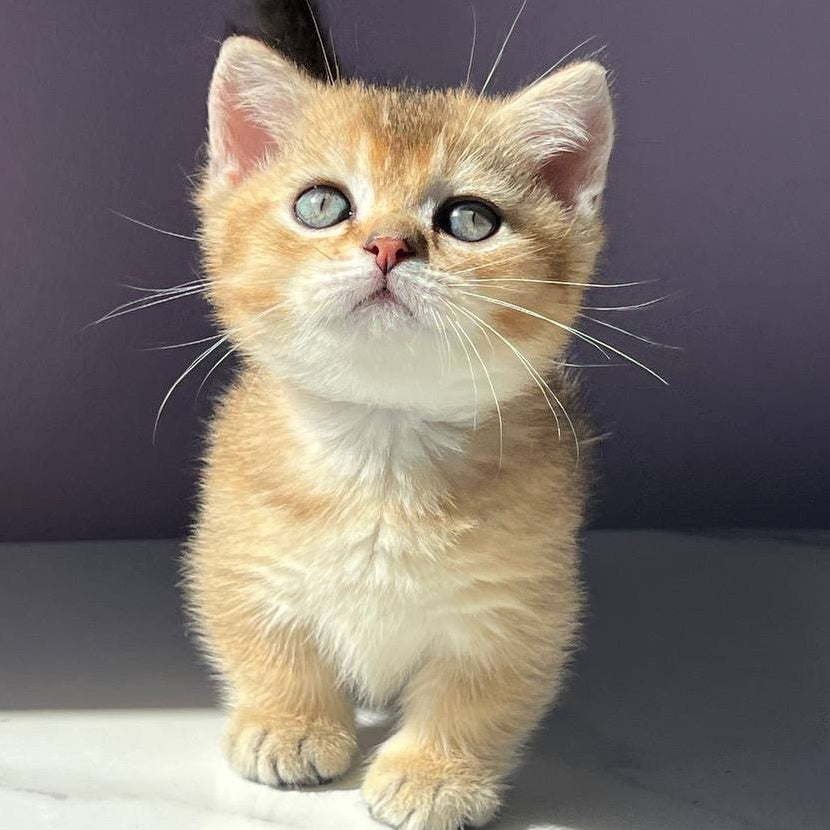 Bill Munchkin male, black golden ticked tabby