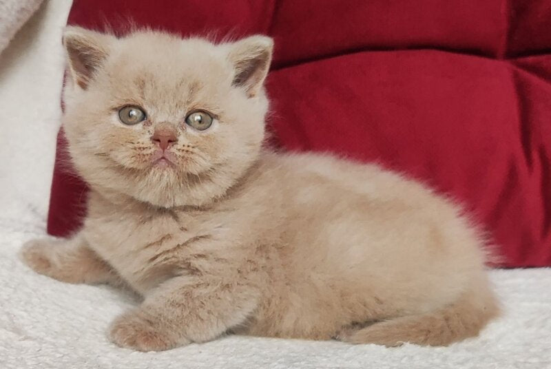 Utred British Shorthair male fawn - live animals