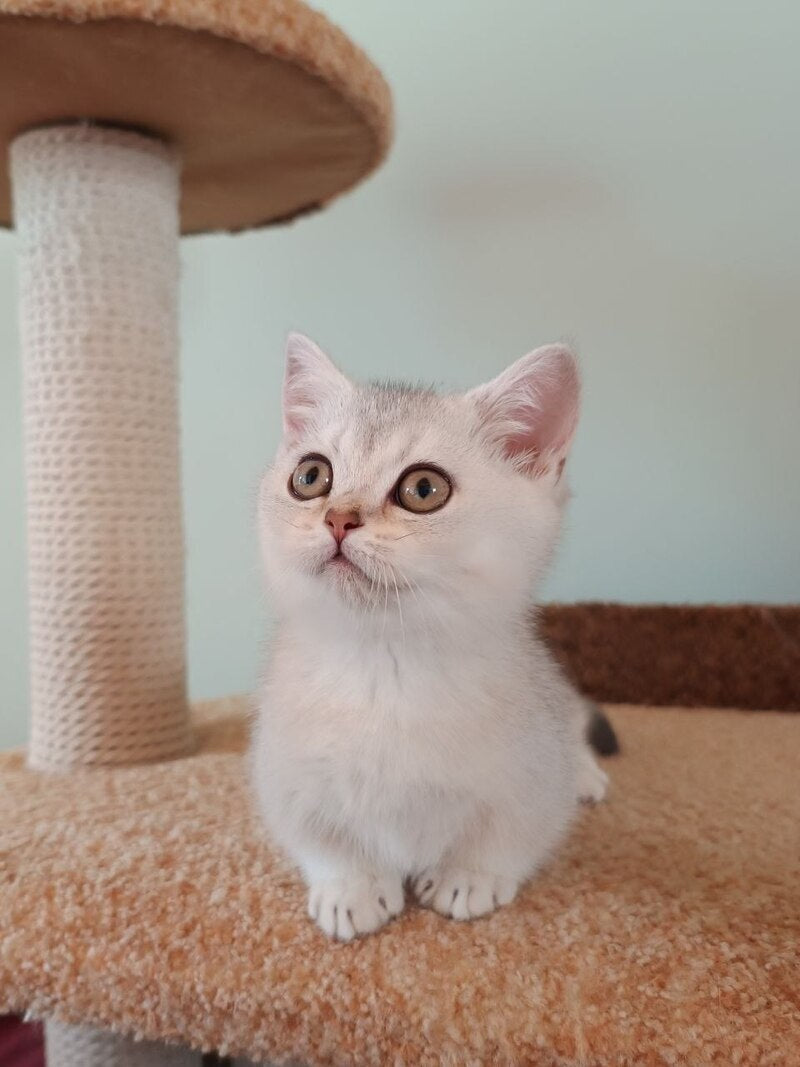 Mickey Munchkin male black silver shaded - live animals