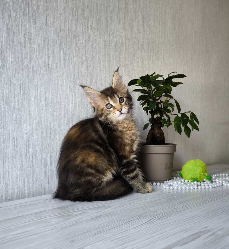 Daisy Maine Coon female, black tortie tabby