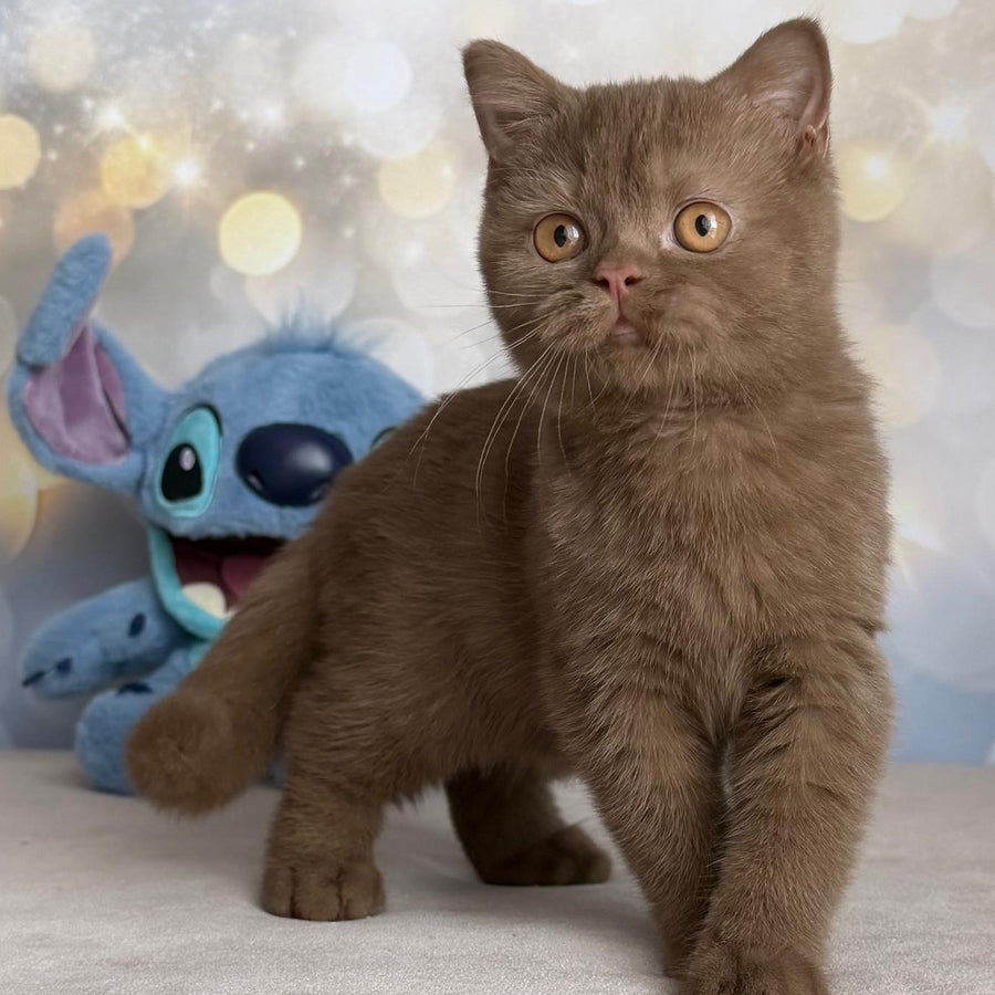 Patrick British Shorthair male, cinnamon