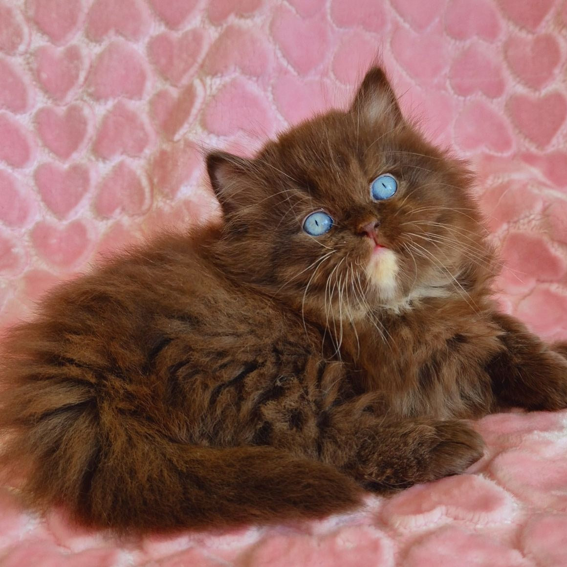 Izolda British Longhair female, chocolate with white