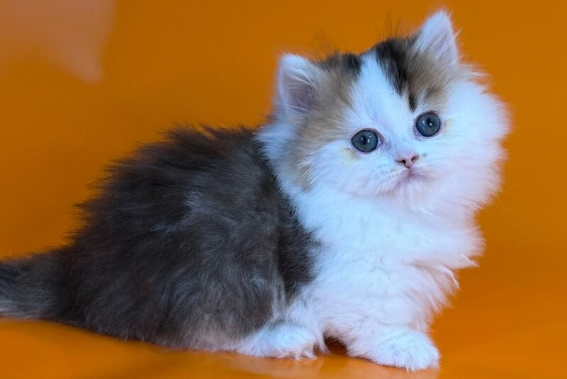 Yestin Munchkin male black golden ticked tabby - live animals