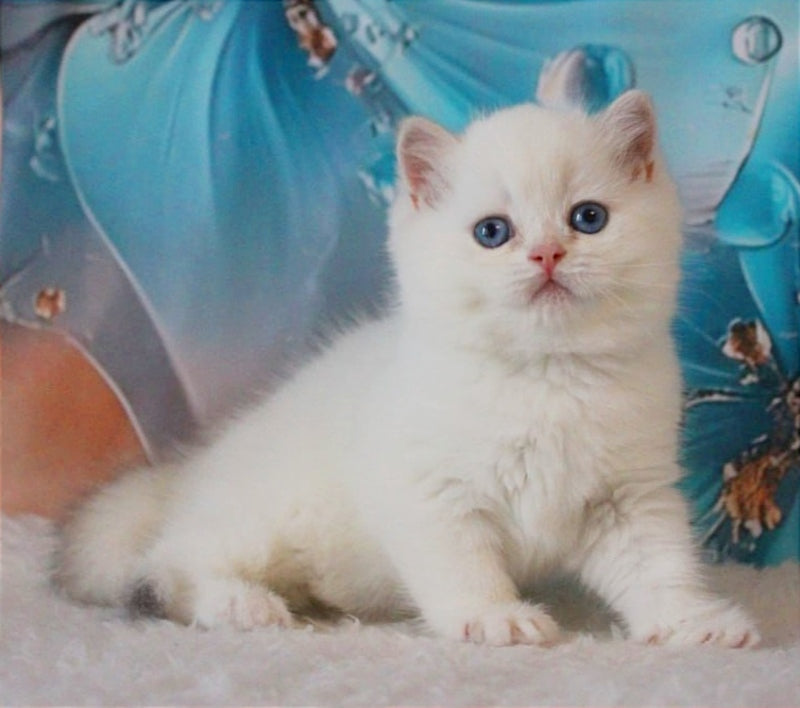Grey British Shorthair male, blue golden chinchilla