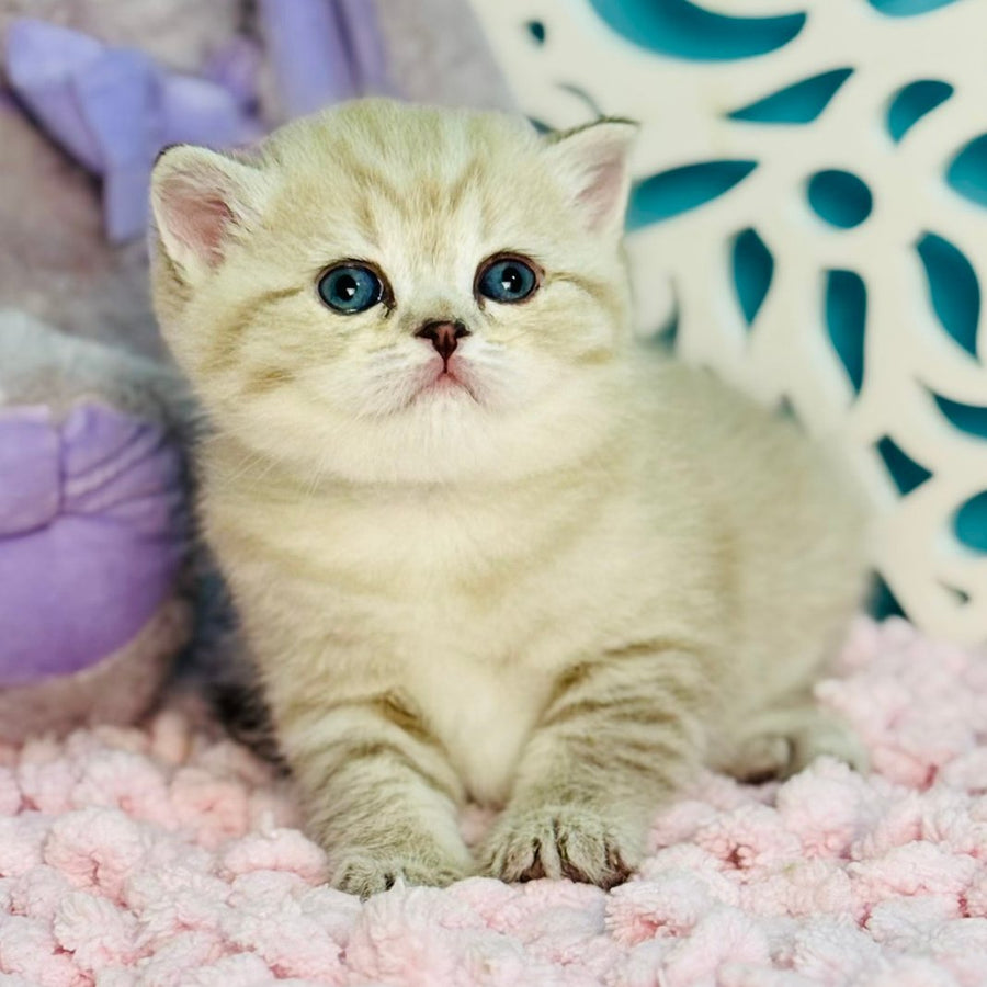 Djuliet Scottish Straight female, black pointed tabby