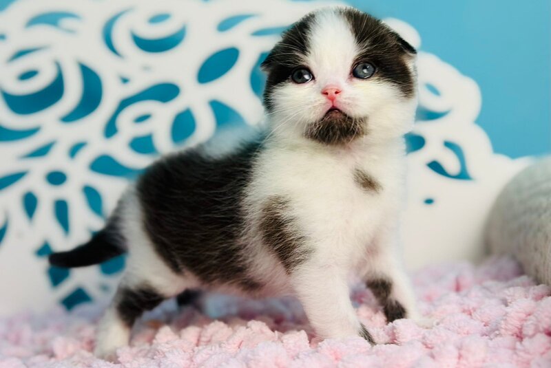 Bubble Scottish Fold male, black bicolour