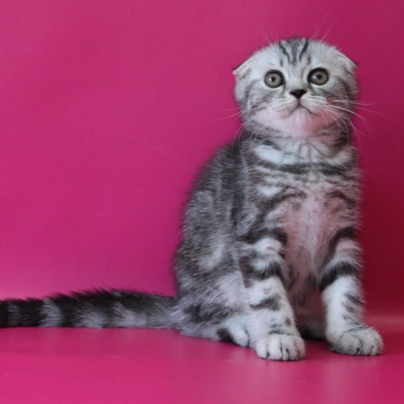 Salvador Scottish Fold male, black silver tabby