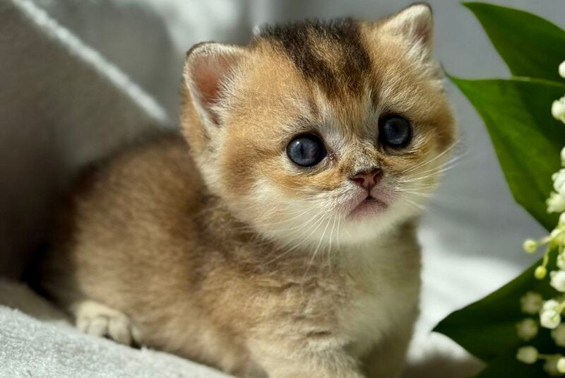 Tata Munchkin female, black golden ticked tabby