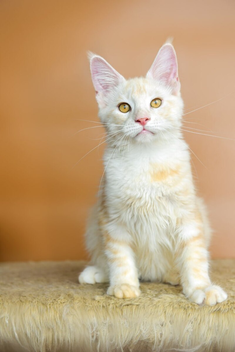 Umberto Maine Coon male, red silver tabby