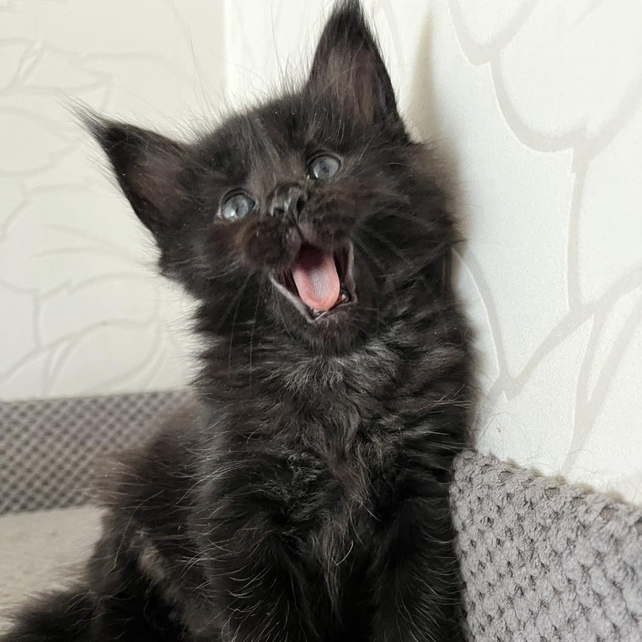 Jasmine Maine Coon female, black