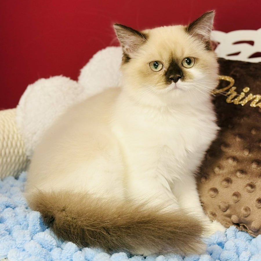 Xenia Scottish Straight male, chocolate pointed bicolour
