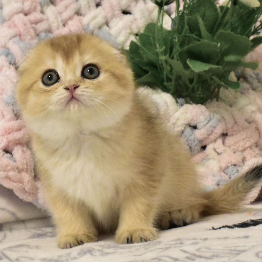 Bonya Scottish Fold female, black golden shaded