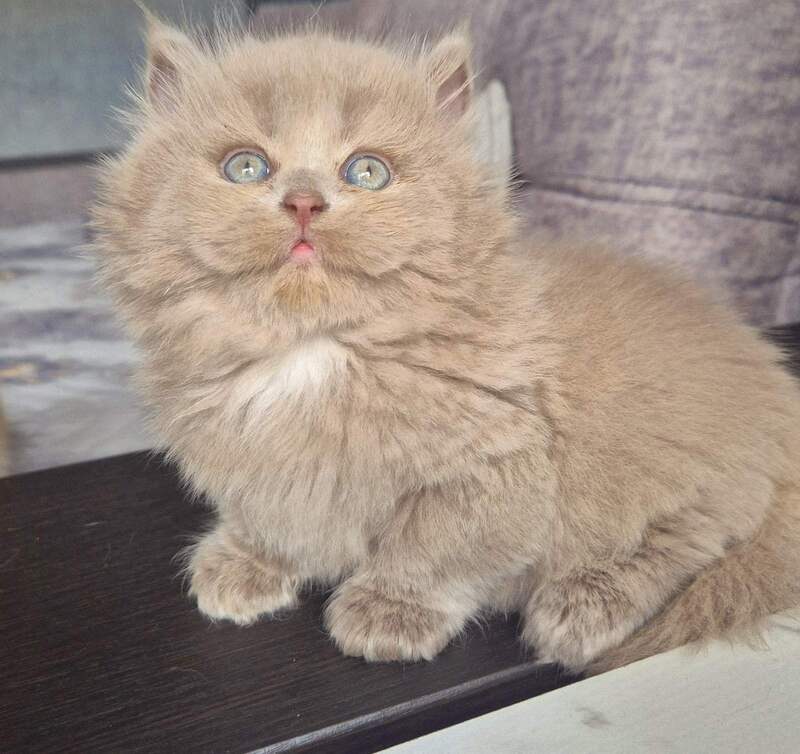 Jina British Longhair male, fawn