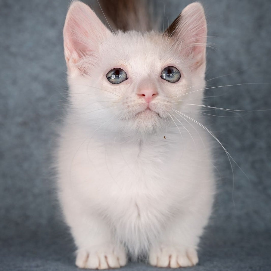 Y-Peter Munchkin male, seal pointed van